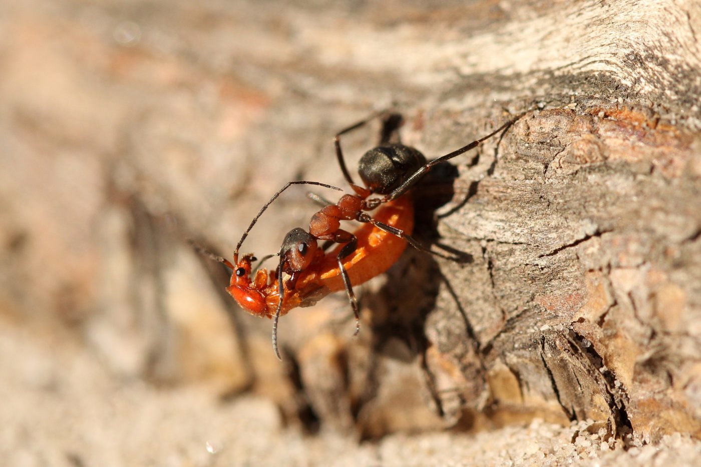 Common red soldier beetle, Rhagonycha fulva, and wood ant